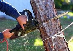 TREE CARE REMOVAL