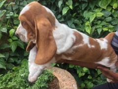Basset Hound Puppies for Sale in Ahmedabad