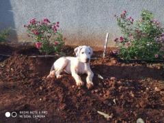 Bully Kutta Puppies for Sale in Ahmedabad